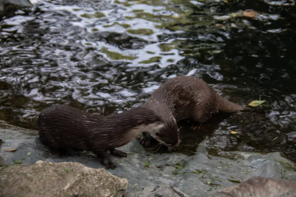 Sea Otters Scurry Looking Food — Stock Photo, Image