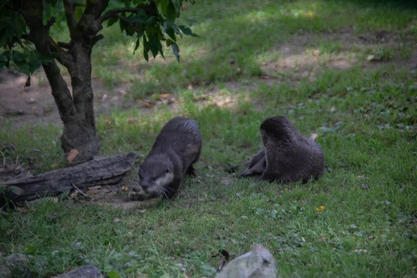 浣熊偷偷地穿过森林寻找食物 — 图库照片