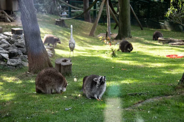 Raccoons Sneak Forest Search Food — Stock Photo, Image