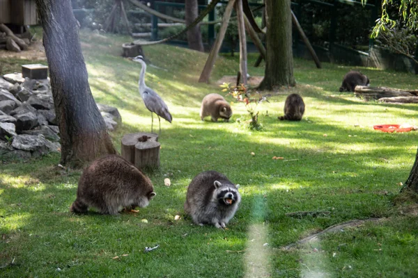 Mapaches Escabullen Por Bosque Busca Comida —  Fotos de Stock