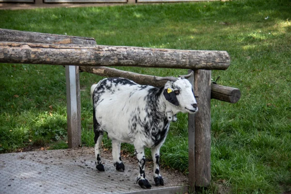 Brown Looking Goat Horns — Stock Photo, Image