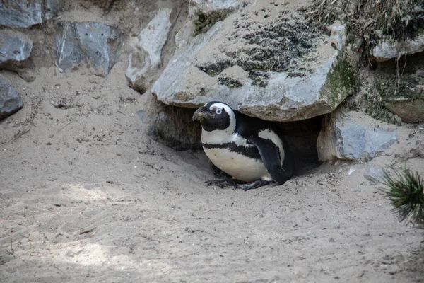 Penguins Colony Sand Rocks — Stock Photo, Image