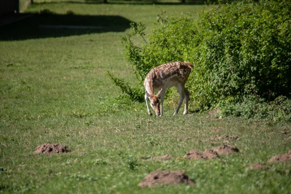 Rehe Waldrand Und Auf Der Wiese — Stockfoto