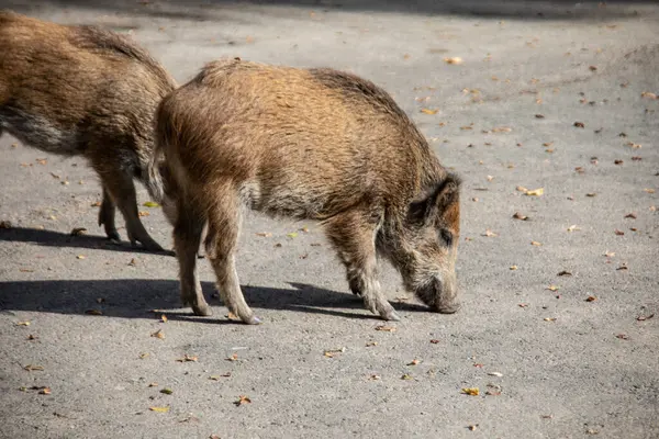 Los Jabalíes Cavan Tierra Buscando Comida — Foto de Stock