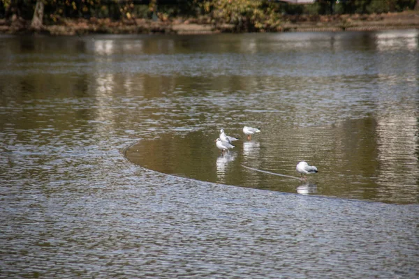 Castle Park Benrath Tyskland — Stockfoto