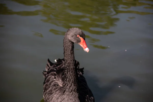 Cigno Nero Nuota Nello Stagno — Foto Stock