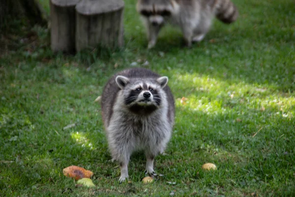 Raccoons Sneak Forest Search Food Royalty Free Stock Images