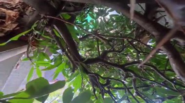 Yiyecek ve tıbbi bitkiler kırmızı meşe palamudu gibi ormanın kenarındaki ısırgan otlarını sokuyor.