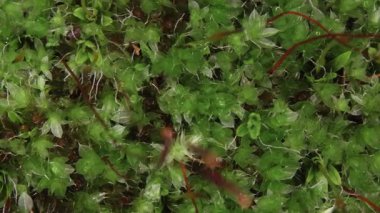 Evergreen yıldız yosunu nemli orman zeminini kaplar ve küçük yapraklar oluşturur.