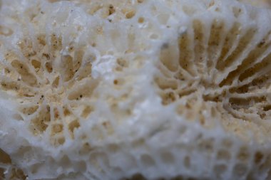 Milyonlarca yıllık fosilleşmiş mercan resifi.