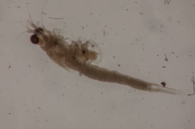 Mikroskop altında kril gibi deniz planktonu gibi küçük yengeçler