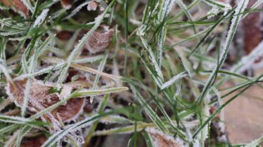 Kış otlağındaki yapraklar ve çimenler üzerindeki buz kristalleri