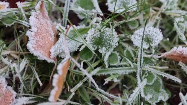 Kış otlağındaki yapraklar ve çimenler üzerindeki buz kristalleri