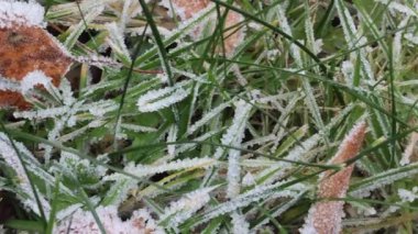 Kış otlağındaki yapraklar ve çimenler üzerindeki buz kristalleri