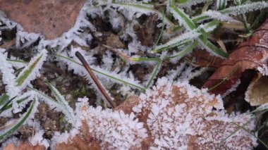 Kış otlağındaki yapraklar ve çimenler üzerindeki buz kristalleri