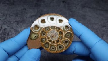 Taşlaşma ateşlendi, 150 milyon yaşında, Bavyera kapanıyor.