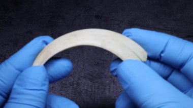 Yaban domuzu dişleri kapanırken