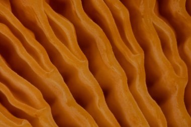 Sarı levhalarla kozalaklı ormanda düz mantar.