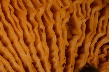 Sarı levhalarla kozalaklı ormanda düz mantar.