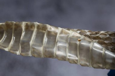 Yılan derisi çok büyütülmüş. Yakın çekim.