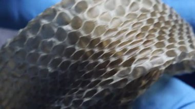 Yılan derisi çok büyütülmüş. Yakın çekim.