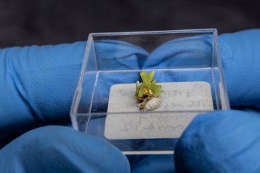 Yeşil Pyromorphite kristalleri bilim adamlarının elinde.