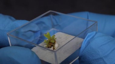 Yeşil Pyromorphite kristalleri bilim adamlarının elinde.