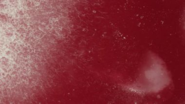 Bilim adamı, yakın çekim için parmak izlerinden bakteri içeren bir petri diski tutuyor.