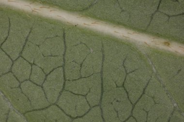 Yaprak damarlı sonbahar kayın yaprağı