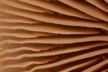 Kahverengi levhalarla kozalaklı ormanda mantar trompeti.