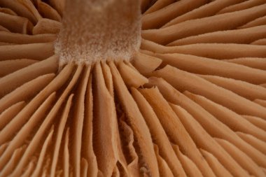 Kahverengi levhalarla kozalaklı ormanda mantar trompeti.