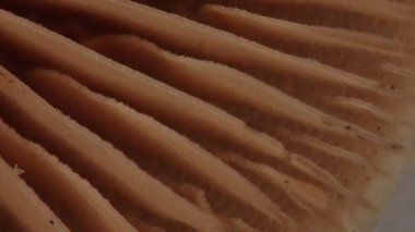 Kahverengi levhalarla kozalaklı ormanda düz mantar.