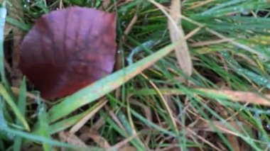 Sonbahar sabahında çiğ taneleriyle kaplanmış ıslak çimenler. Yaklaş.