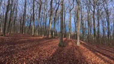 Resimli yaprak döken ormanda mavi güzel gökyüzü ile kış yürüyüşü