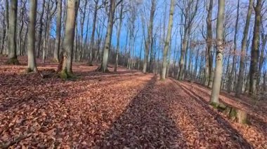 Resimli yaprak döken ormanda mavi güzel gökyüzü ile kış yürüyüşü