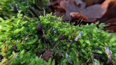 Orman arazisindeki yıldız yosunu. Yaklaş.