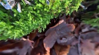 Orman arazisindeki yıldız yosunu. Yaklaş.