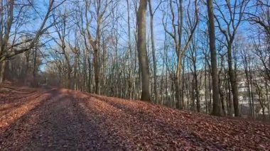 Resimli yaprak döken ormanda mavi güzel gökyüzü ile kış yürüyüşü