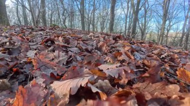 Yaprak damarlı sonbahar kayın yaprağı