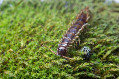 Evergreen yıldız yosunu nemli orman zeminini kaplar ve üzerinde küçük yapraklar oluşturur.