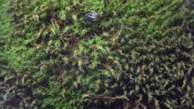 Orman arazisindeki yıldız yosunu. Yaklaş.