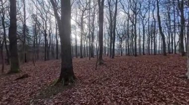 Resimli yaprak döken ormanda mavi güzel gökyüzü ile kış yürüyüşü