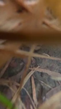 Taşlar ve deniz bitkileriyle gölün dibine dalın.