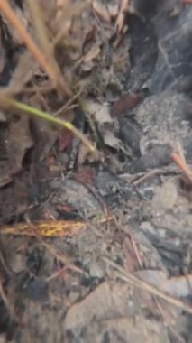 Taşlar ve deniz bitkileriyle gölün dibine dalın.