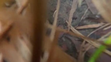 Taşlar ve deniz bitkileriyle gölün dibine dalın.