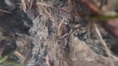 Taşlar ve deniz bitkileriyle gölün dibine dalın.