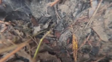 Taşlar ve deniz bitkileriyle gölün dibine dalın.