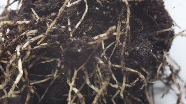Toprakta beyaz kökleri olan bir kök topu. Yaklaş.