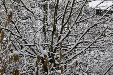 Kış ormanlarında kar örtülü Noel ağaçları