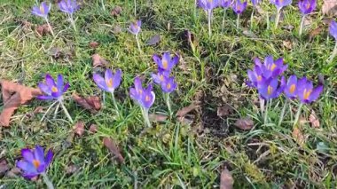 Kale parkındaki çayır üzerinde timsahlar ve kar damlaları kapanıyor.